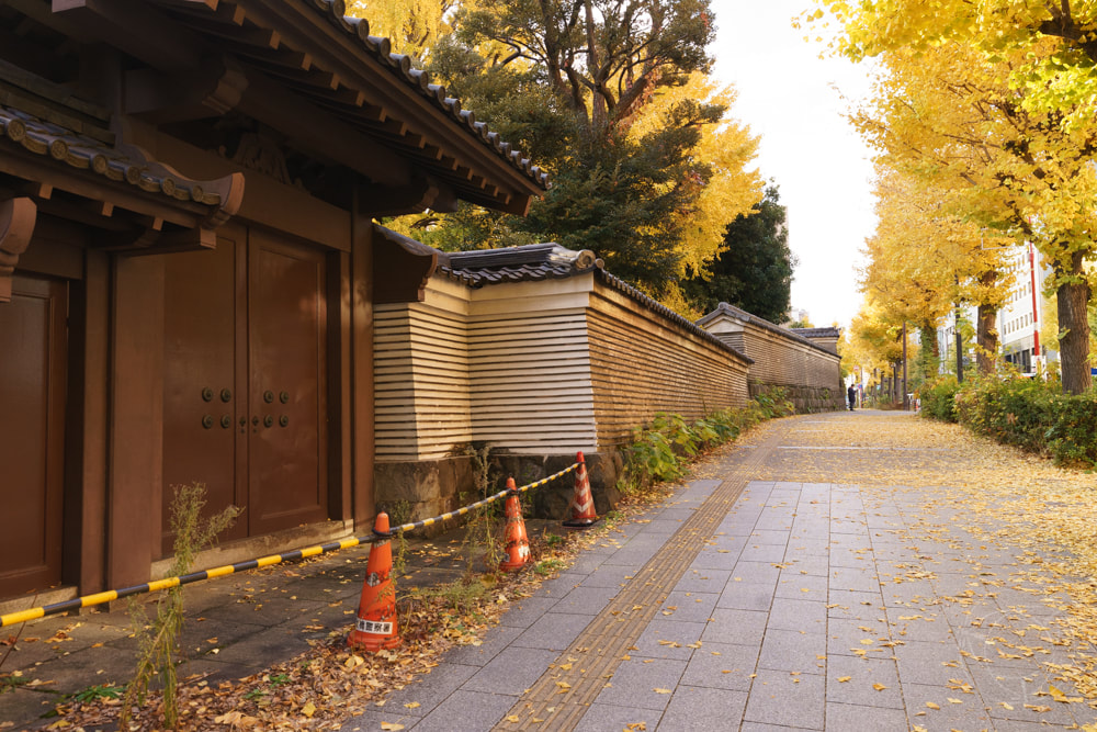 A Temple dedicated to Konfuzius - 湯島聖堂 Yushima Seidou in Tokyo, gelbe Herbstblätter, Chiyoda Gingko Bäume, Weg, Tempelmauer,  