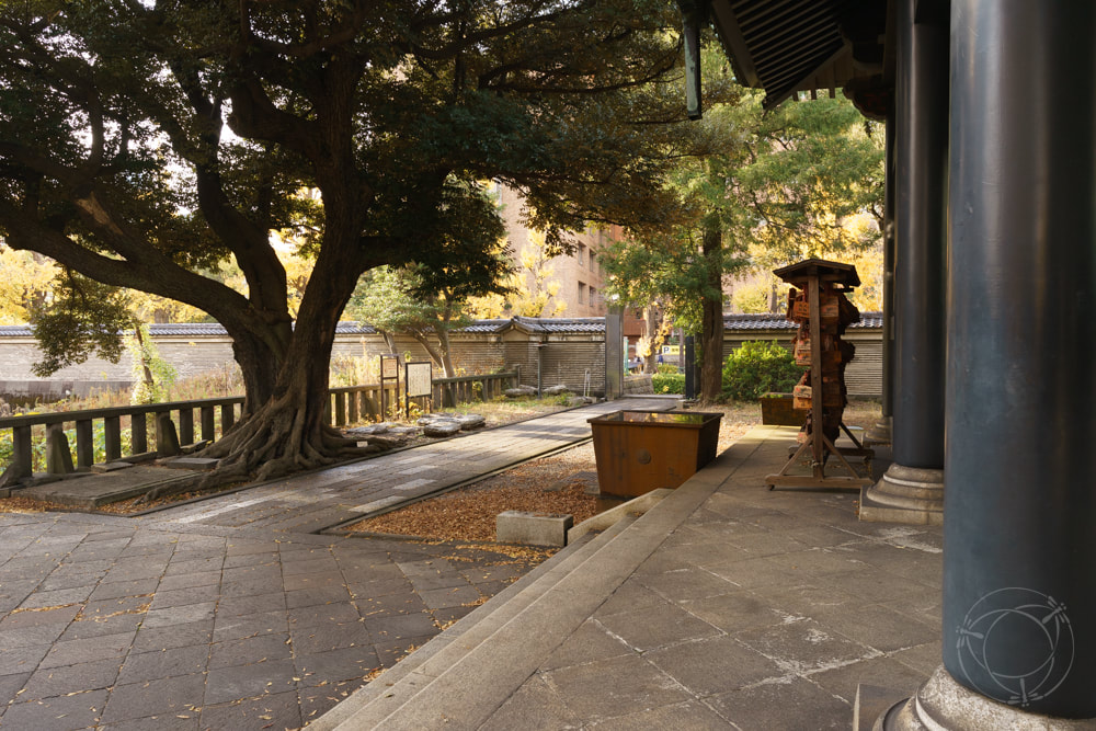 A Temple dedicated to Konfuzius - 湯島聖堂 Yushima Seidou in Tokyo, Wurzeln am Boden, Tree roots on earth, 